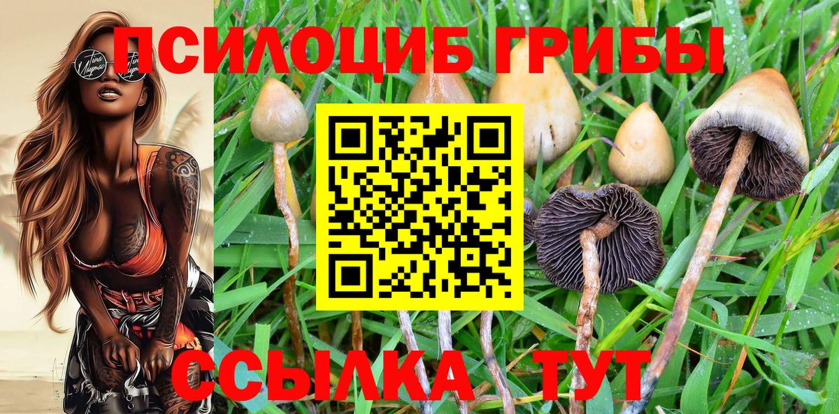 Сокол  Псилоцибиновые грибы GOLDEN TEACHER  Вход с VPN 